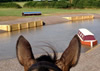 Mendip Plains Equestrian Centre Somerset